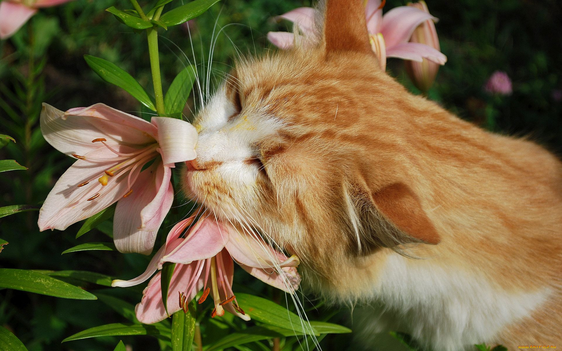 Смертельно опасный цветок для кошек. Лилии и кошки. Рыжие коты и цветы. Кошка с цветами. Котик нюхает цветы.